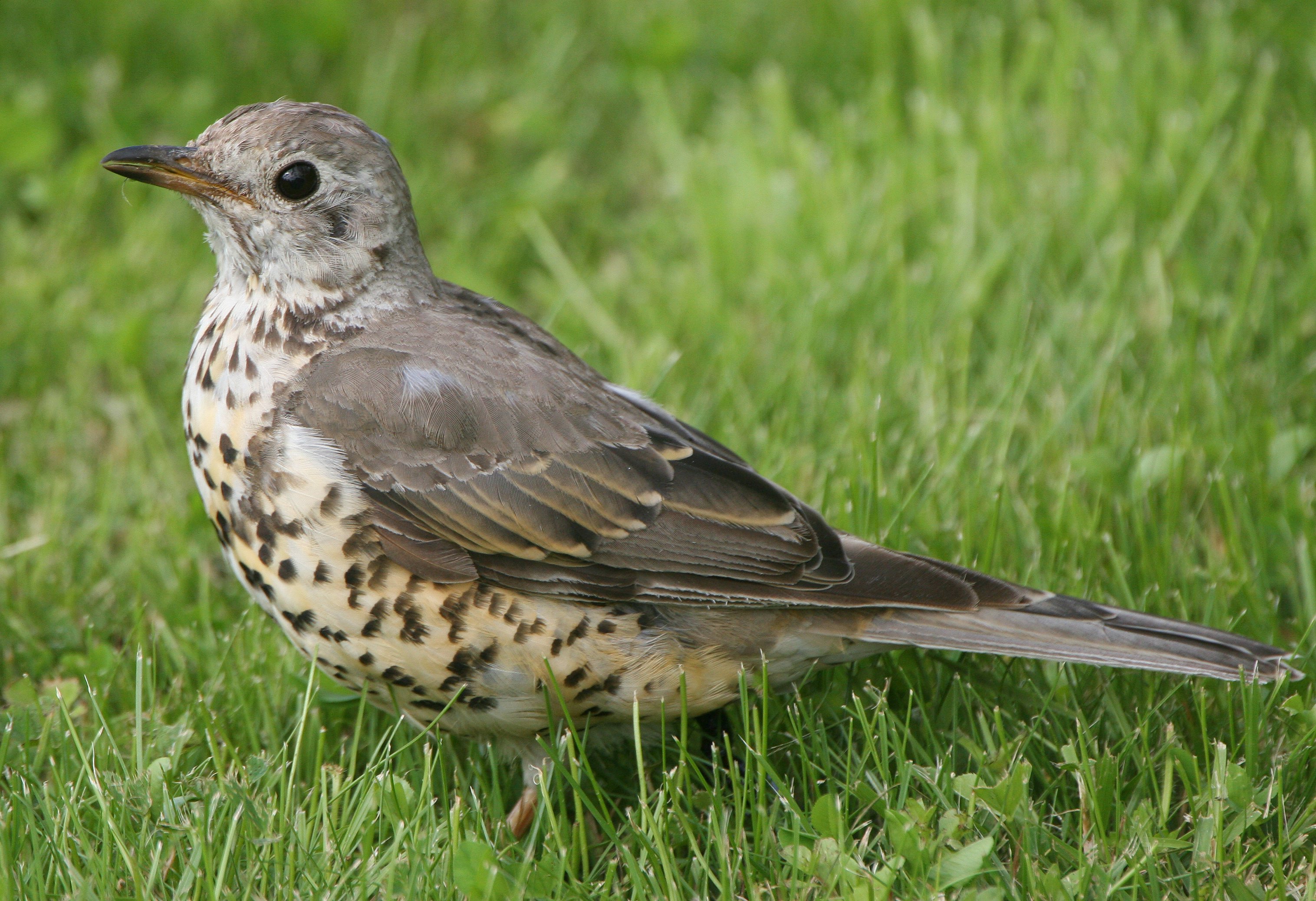 Mistle Thrush