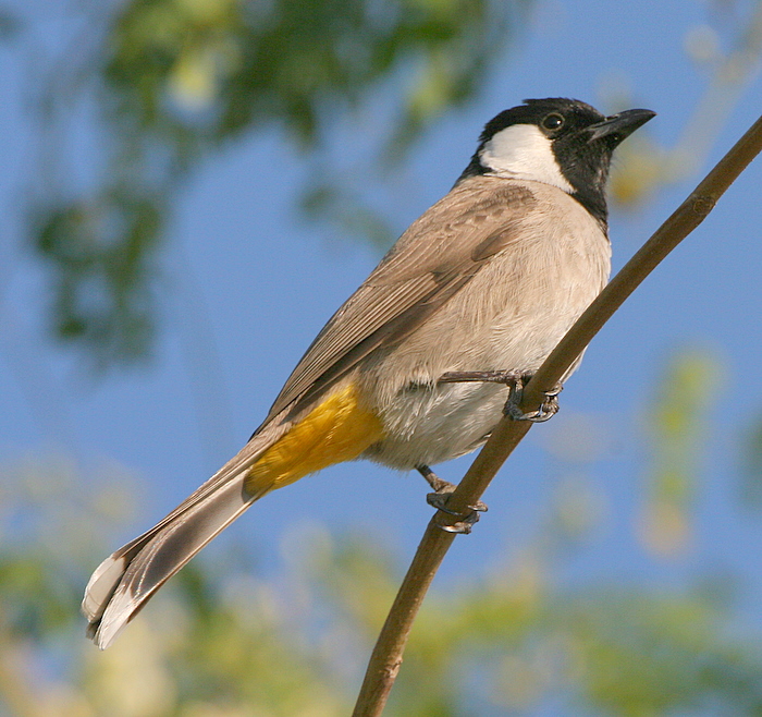 White-cheeked Bulbul
