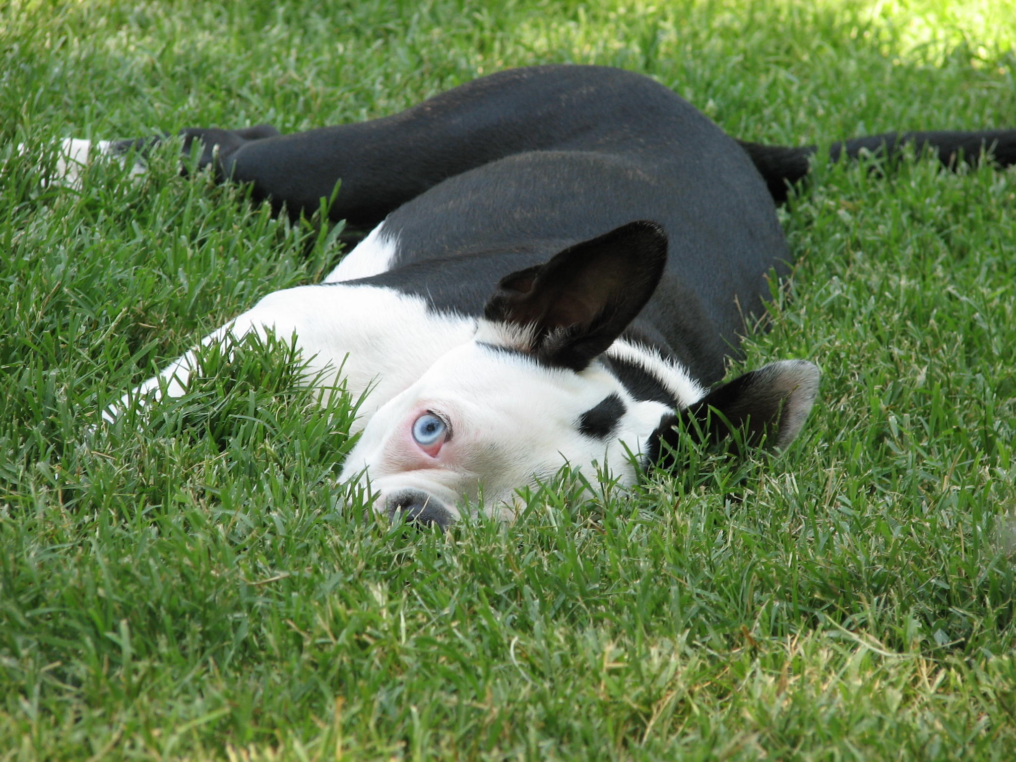 Lola Dixie hiding in the grass 19 July 2008