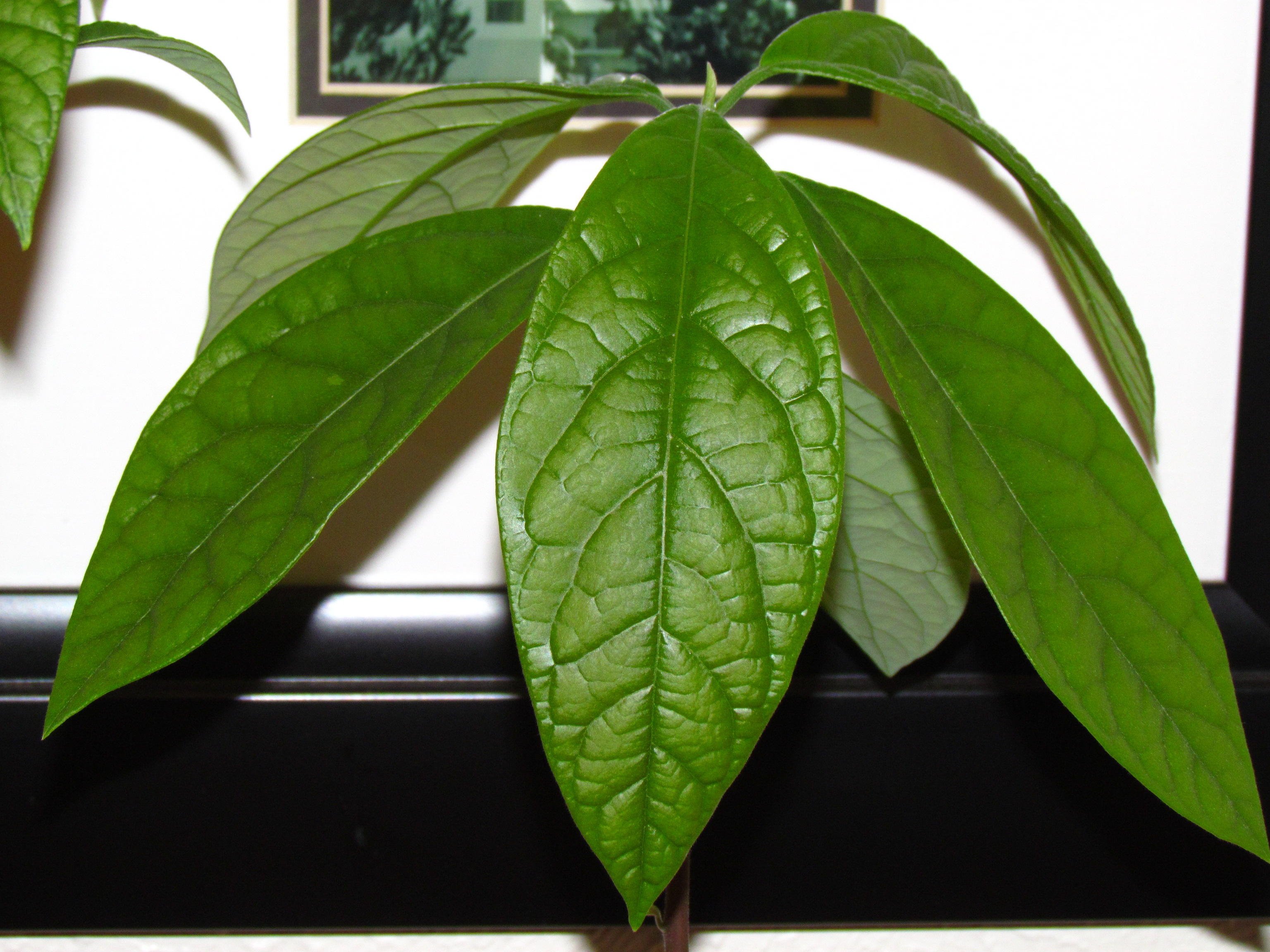 Avacado Leaves from my tree