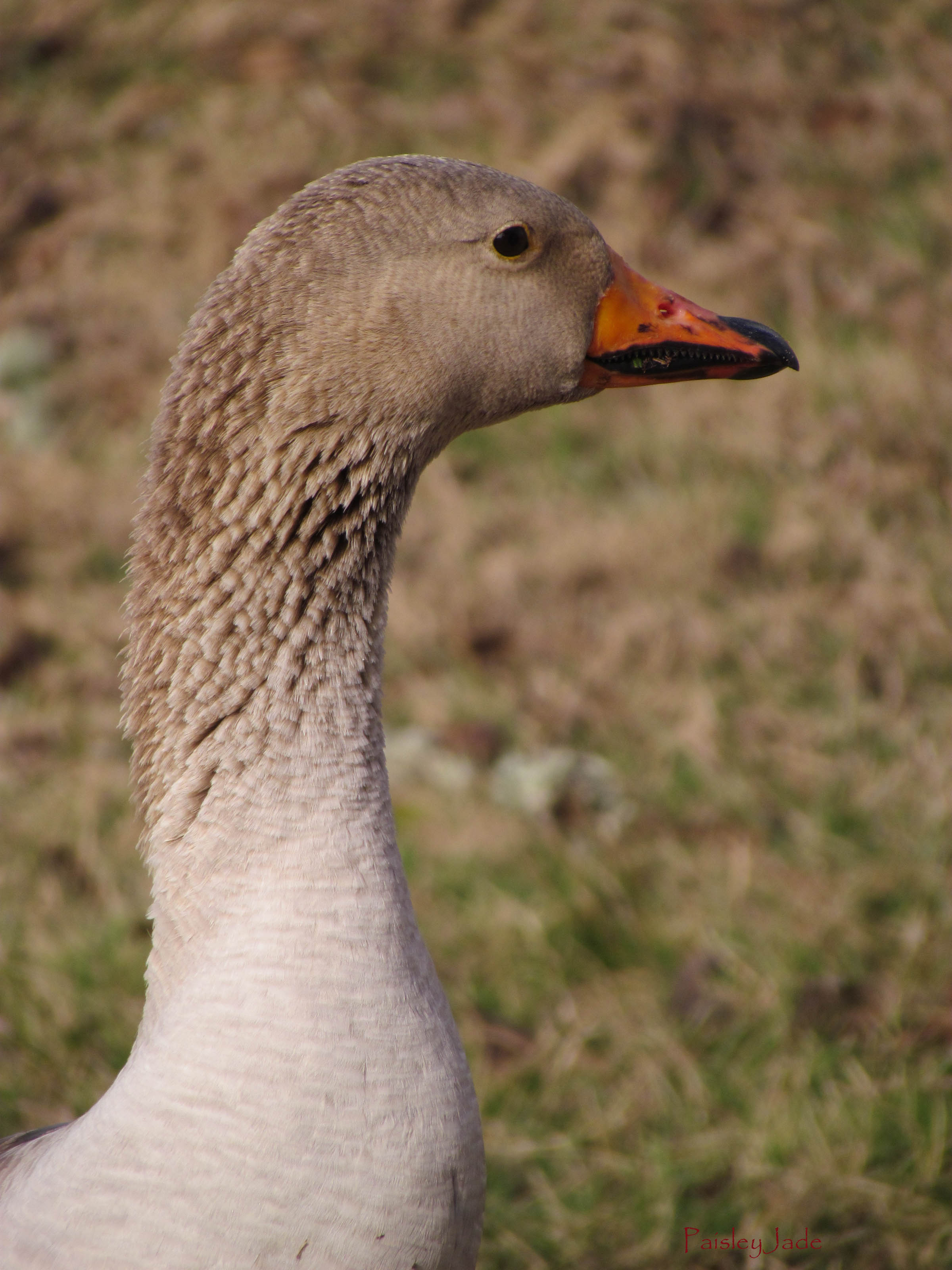 Goose