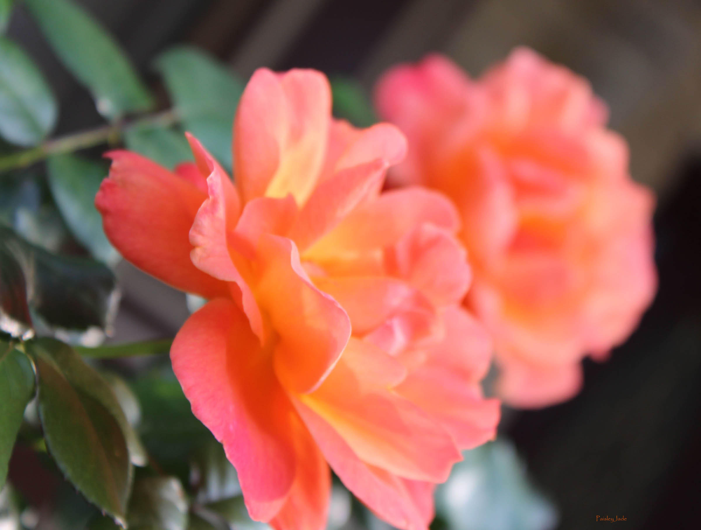 Orange Roses in the Hood