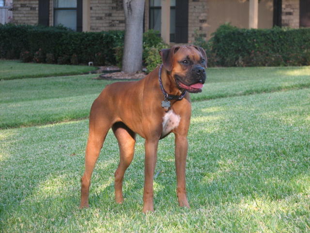 Paisley