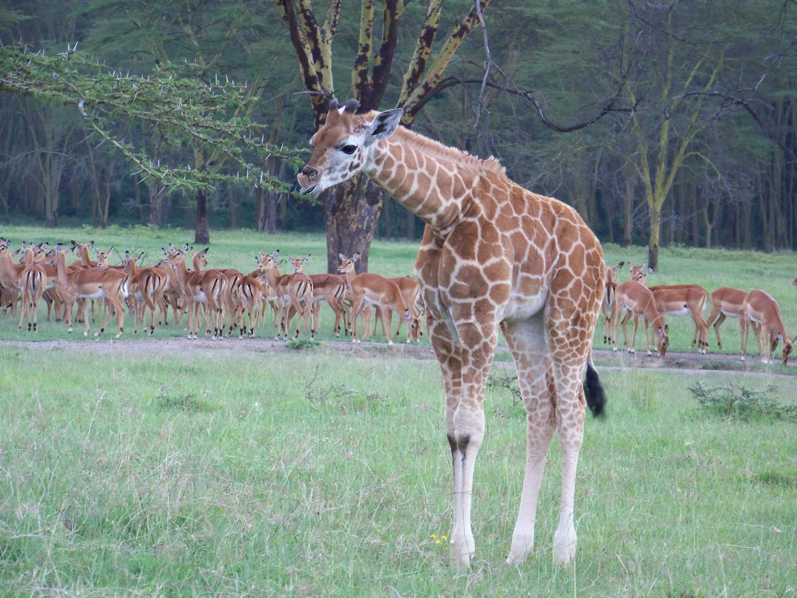 Giraffe and impala-0379