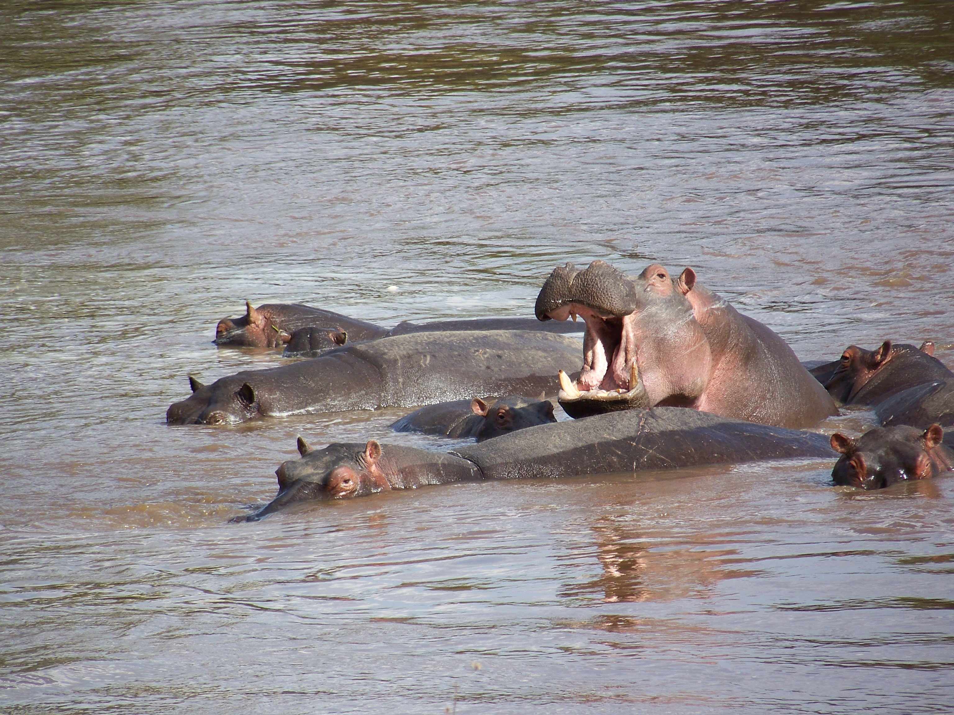 Hippos-0612