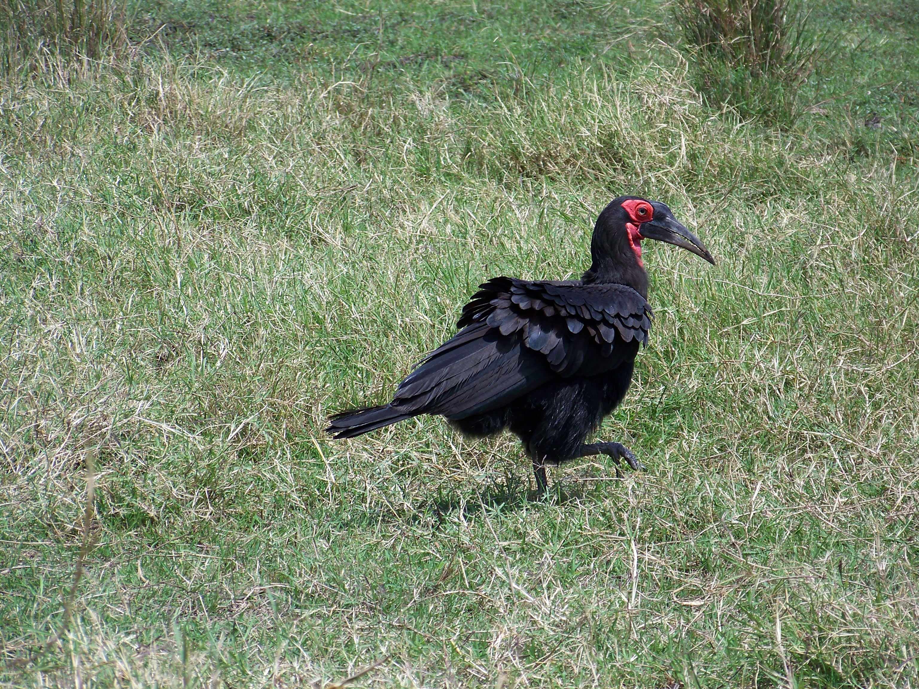 Southern ground hornbill-0796