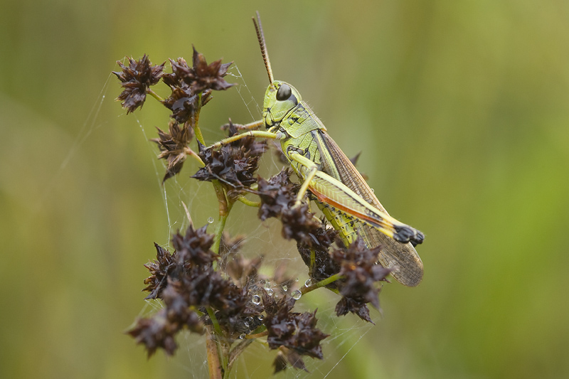 Stethophyma grossum