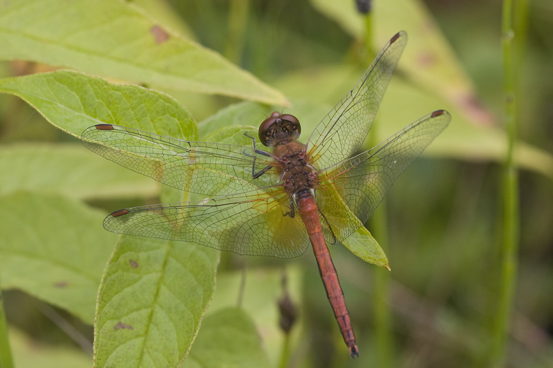 Sympetrum flaveolum