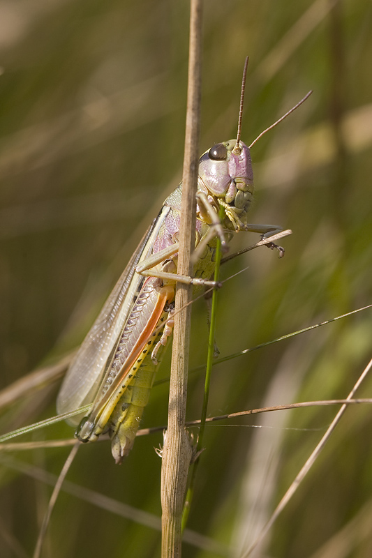 Stethophyma grossum