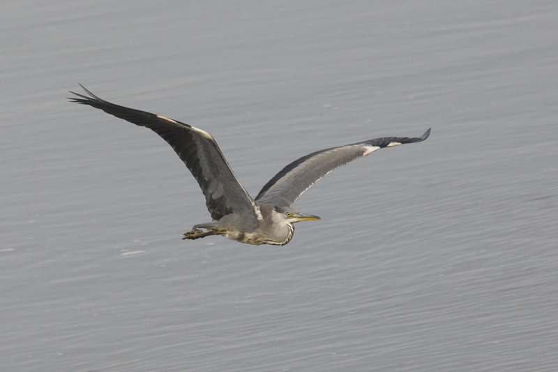 Ardea cinerea