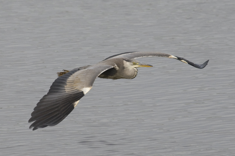 Ardea cinerea