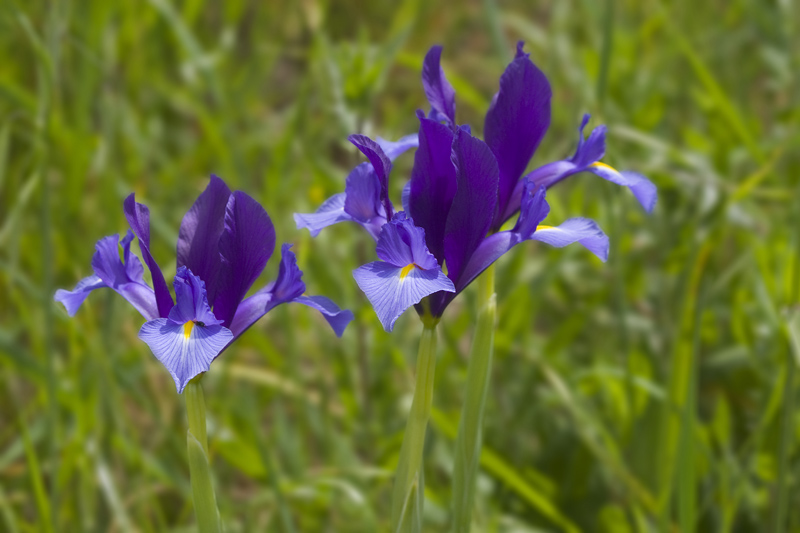 Iris