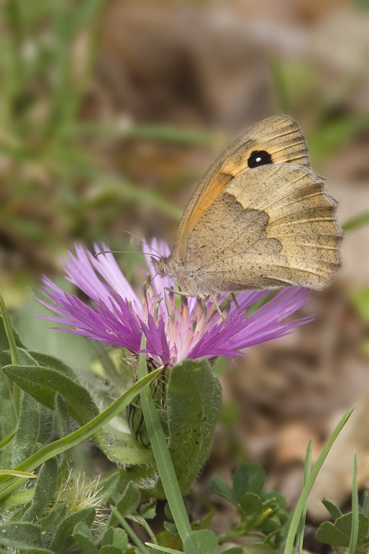 Maniola jurtina