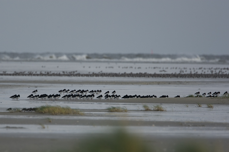 Wat wad vogels