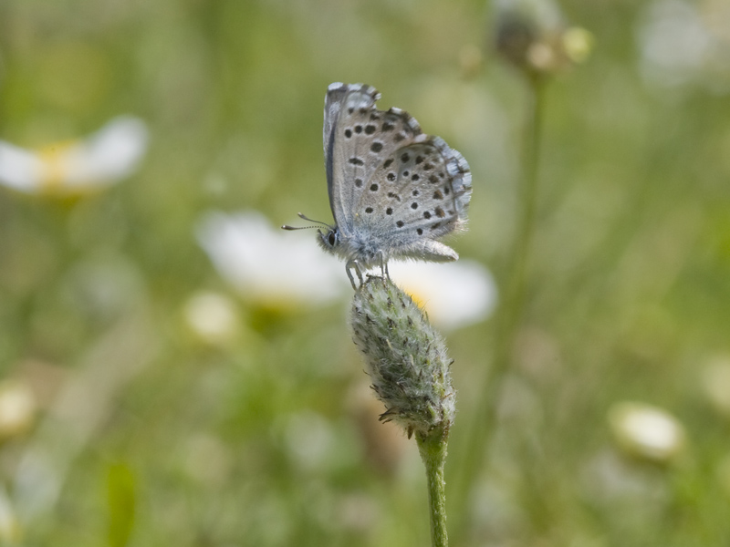 Pseudophilotes panoptes