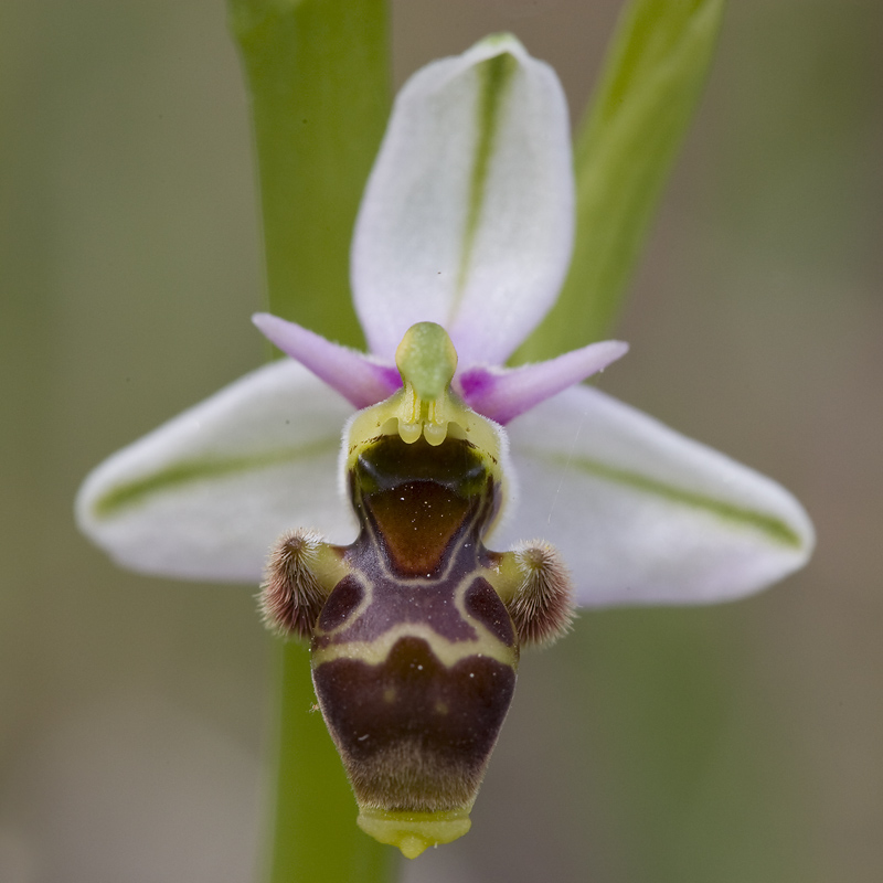 Ophrys fuciflora 