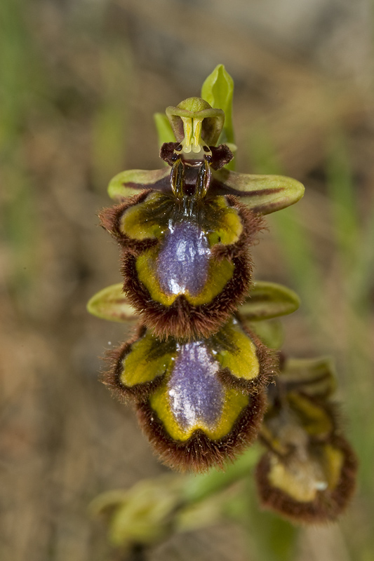 Ophrys speculum