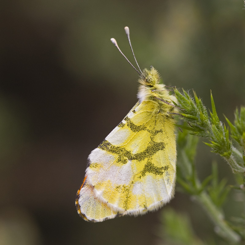 Anthocharis euphenoides