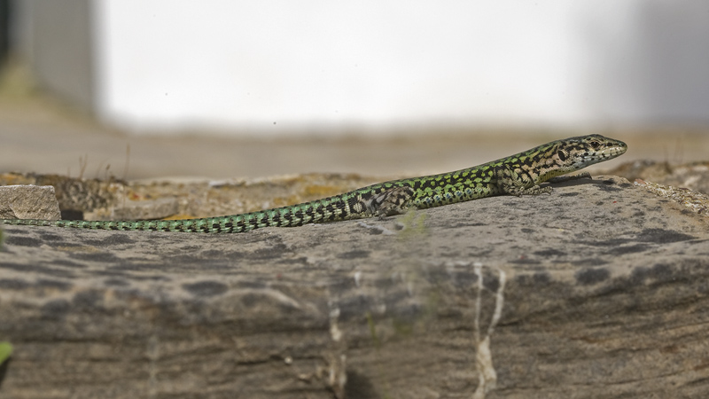 Podarcis carbonelli