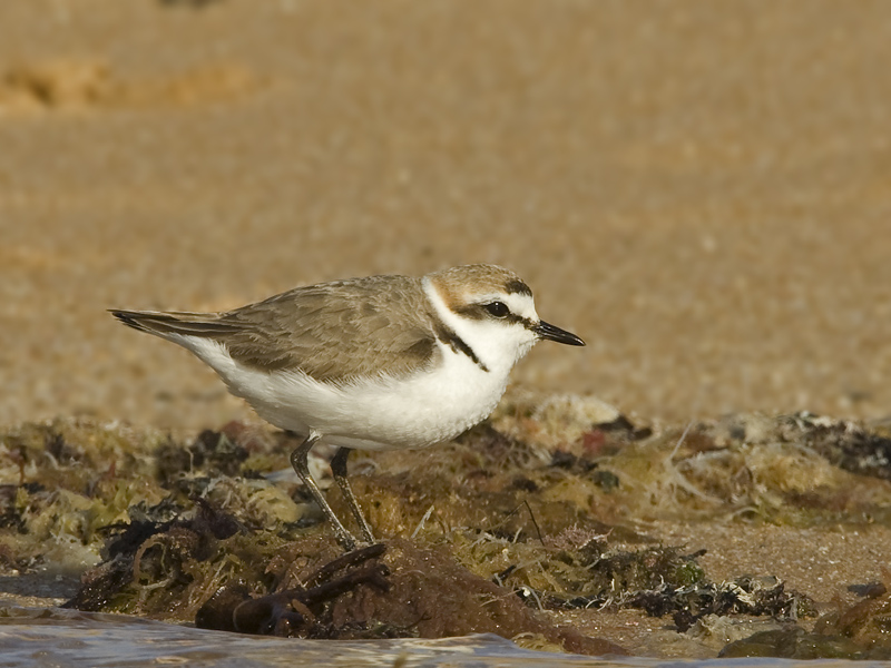 Charadrius alexandrinus