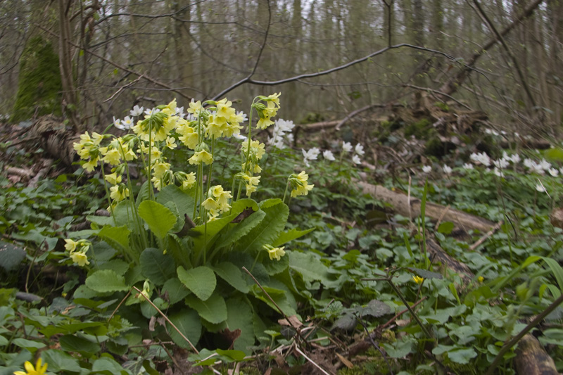 Primula elatior