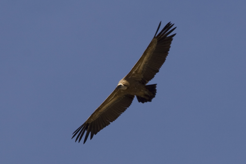 Gyps fulvus