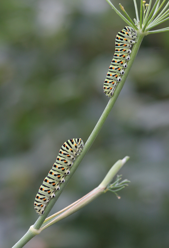 Papilio machaon
