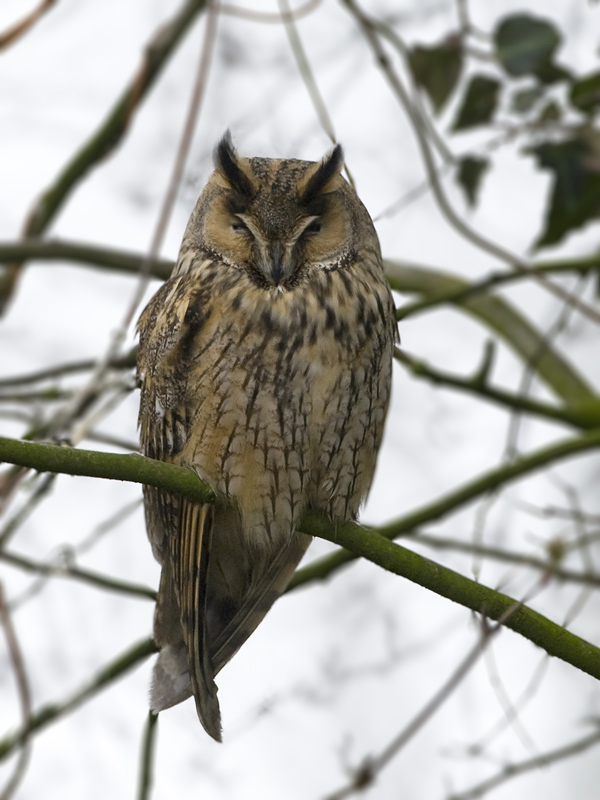 Asio otus
