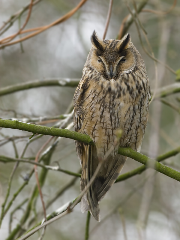 Asio otus