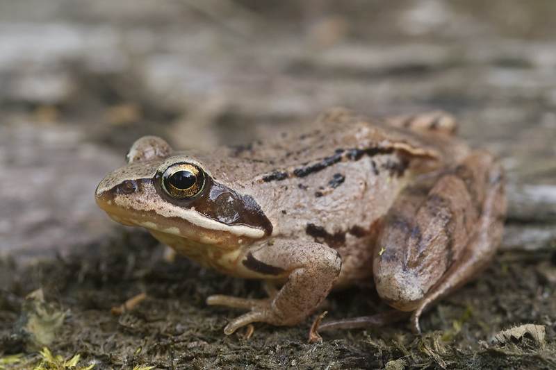 Rana temporaria