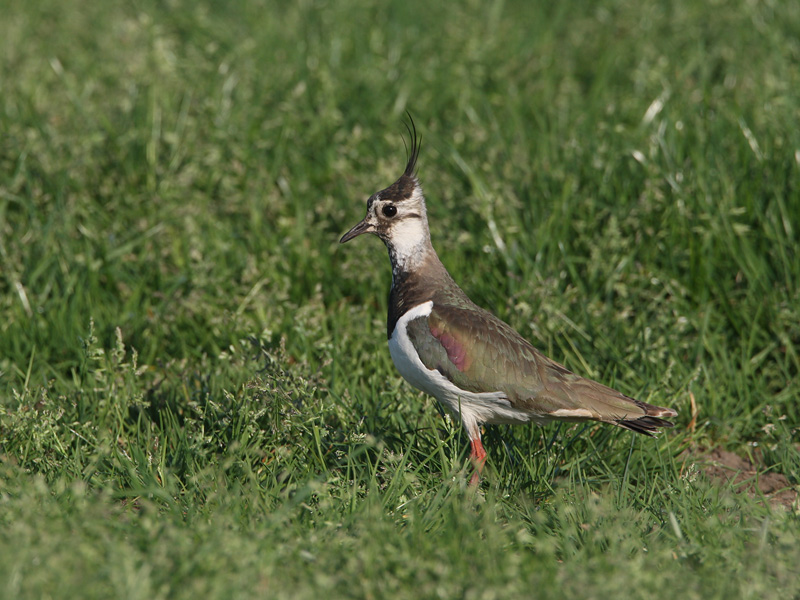 Vanellus vanellus