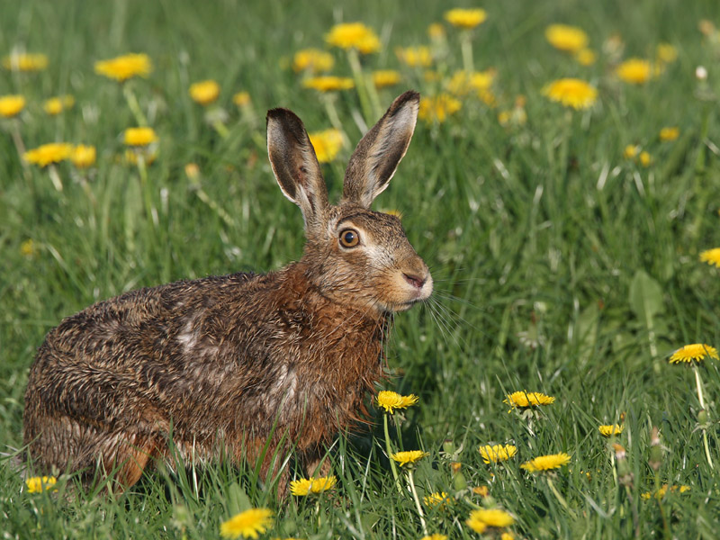 Lepus europaeus