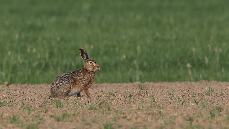 Lepus europaeus