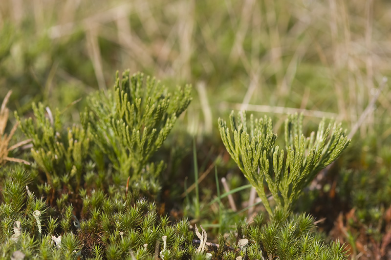 Lycopodium tristachyum