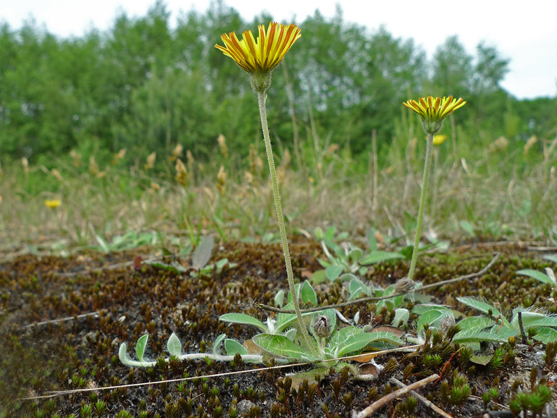 Hieracium pilosella