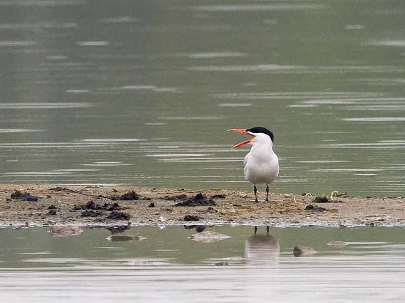 Hydroprogne caspia