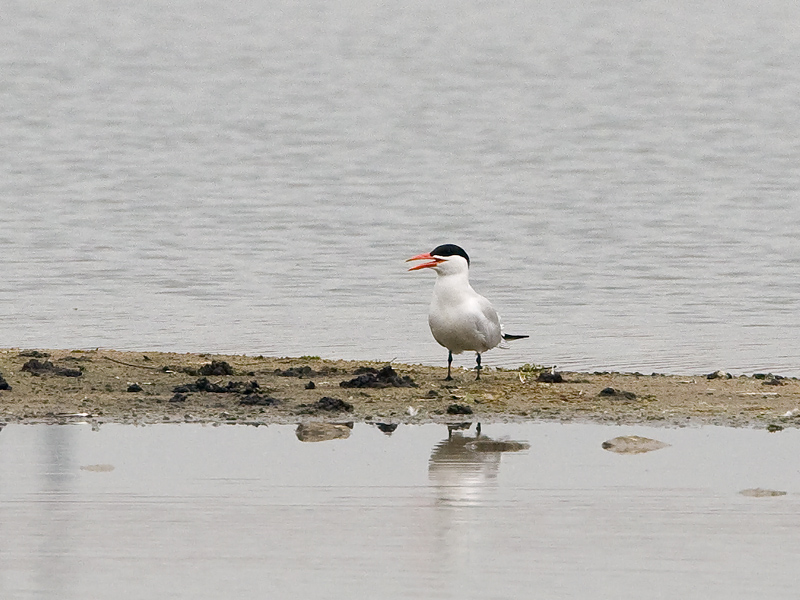 Hydroprogne caspia