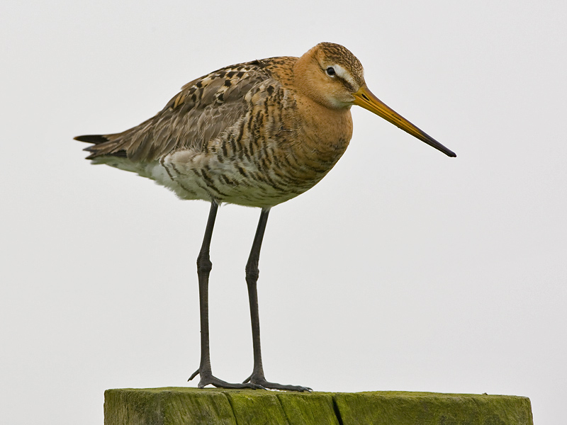 Limosa limosa