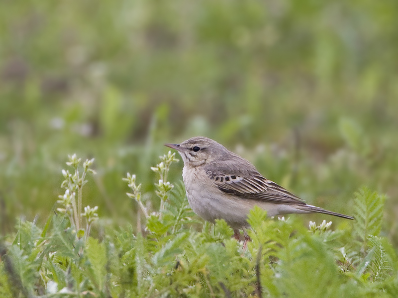 Anthus campestris