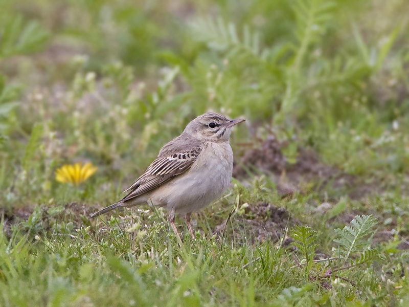 Anthus campestris