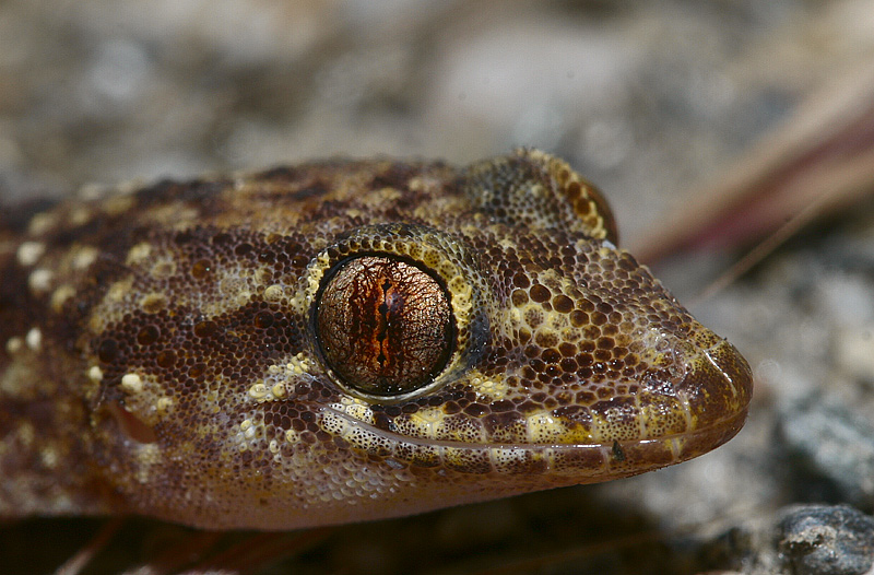 Hemidactylus turcicus
