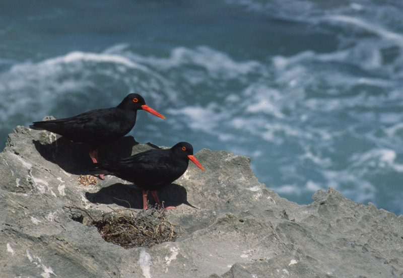 Haematopus moquini