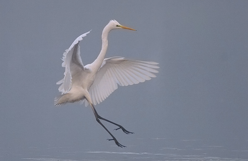 Ardea alba