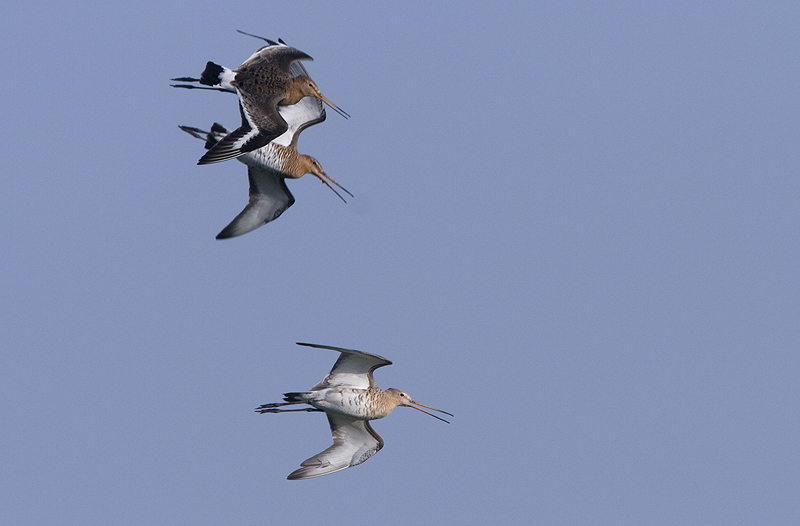 Limosa limosa