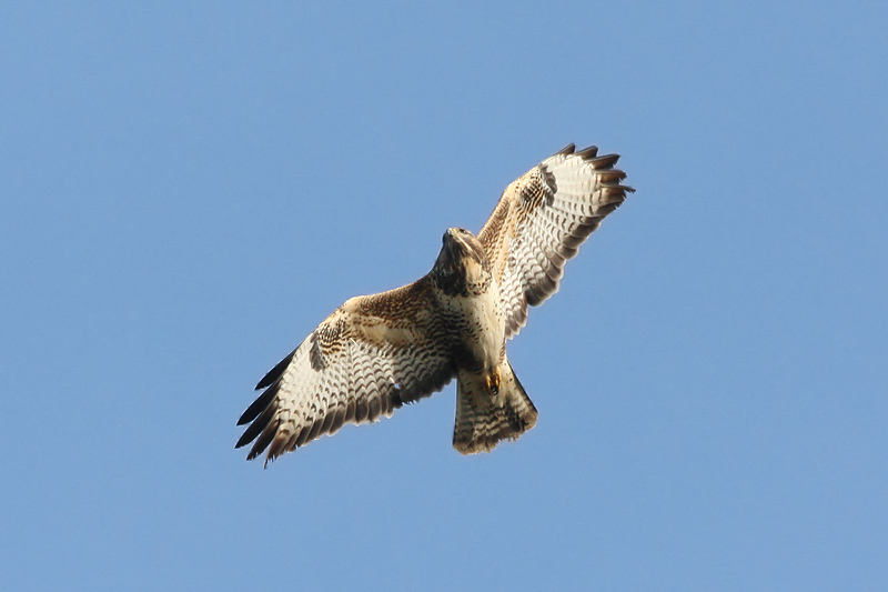 Buteo buteo