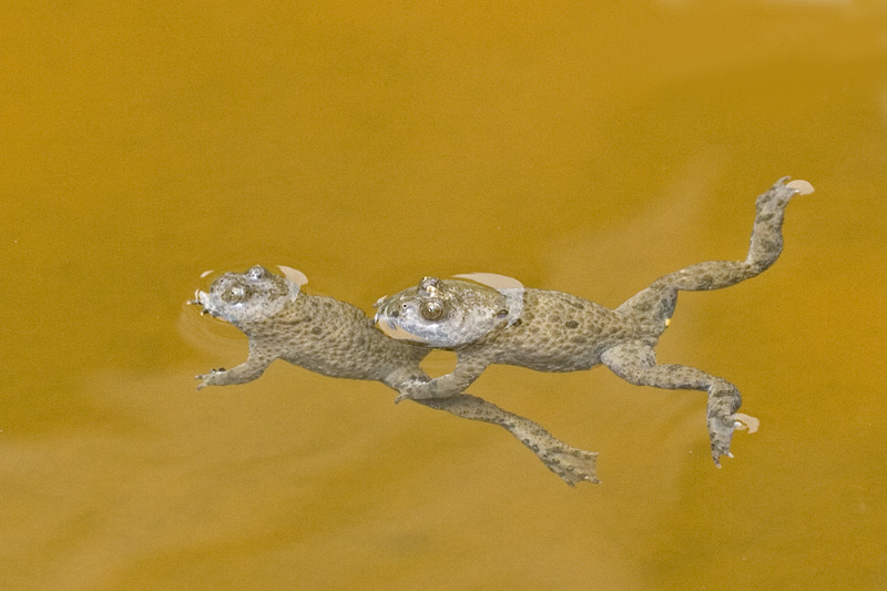 Bombina variegata