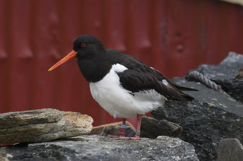 Haematopus ostralegus