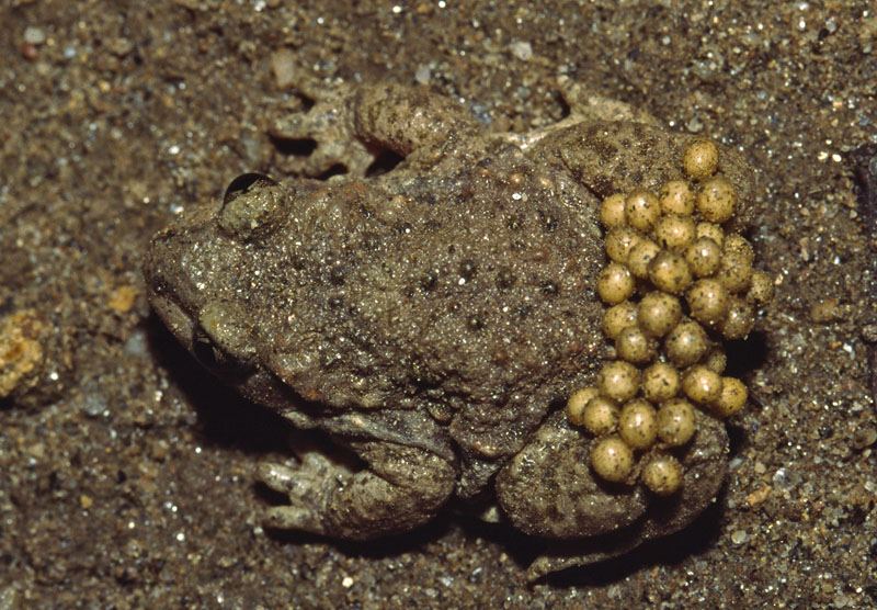 Alytes obstetricans
