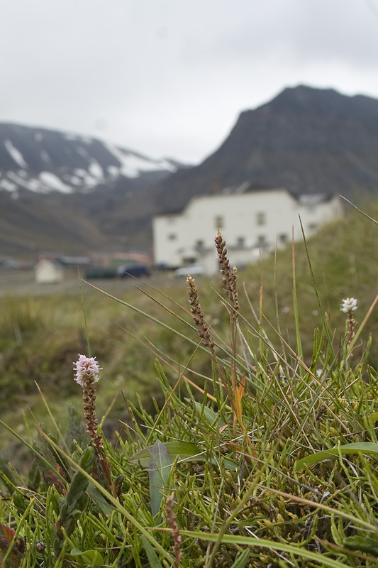 Polygonum viviparum