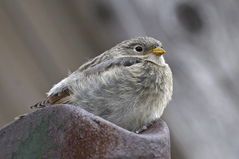 Plectrophenax nivalis